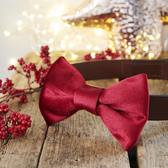 velvet-bow-tie-christmas-red-sweet-william