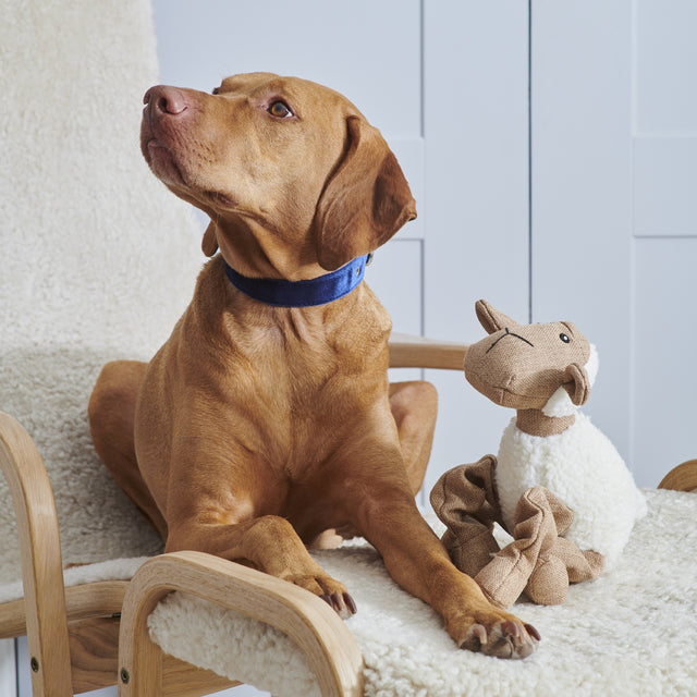 woolliam-the-lamb-dog-toy-sweet-william