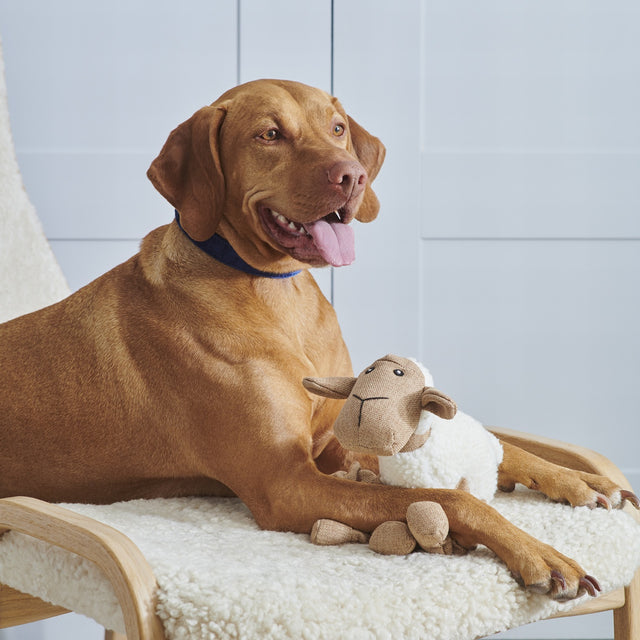 woolliam-the-lamb-dog-toy-sweet-william