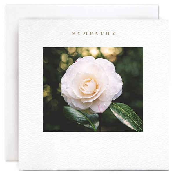 Camelia Sympathy