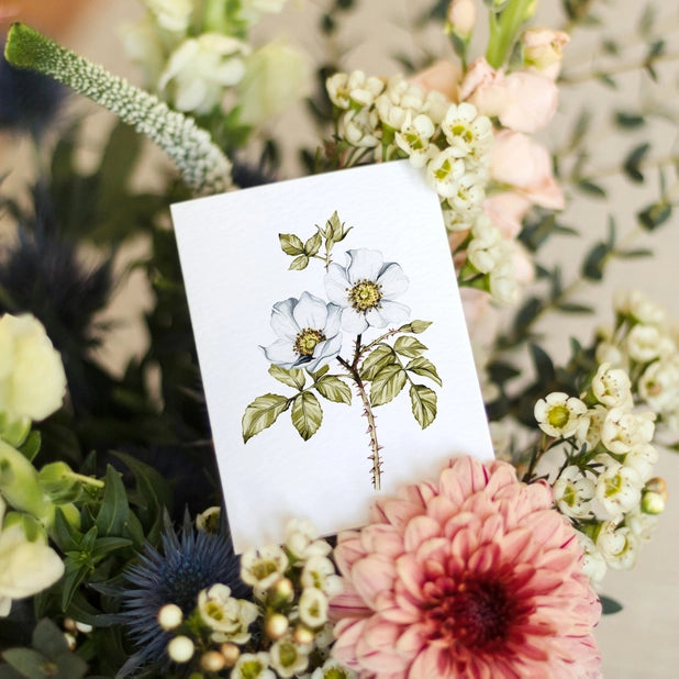 dog-rose-mini-watercolour-greeting-card-sophie-brabbins