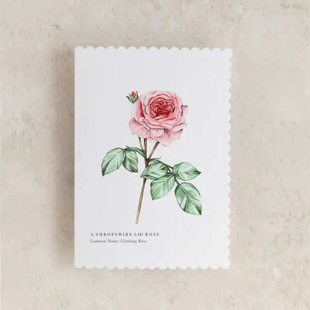shropshire-lad-pink-rose-greeting-card-sophie-brabbins