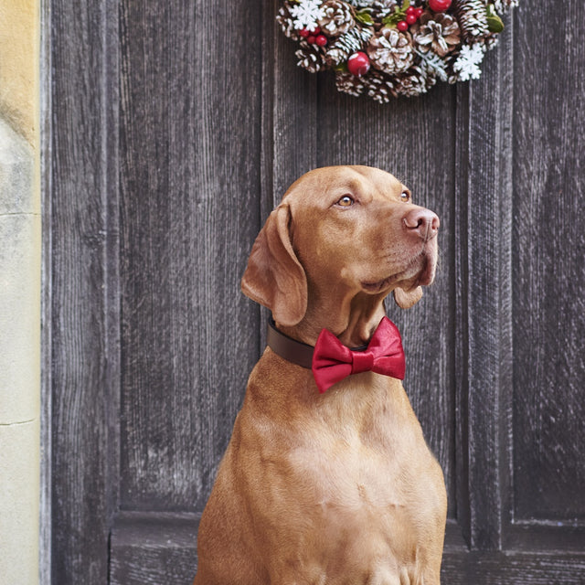 velvet-bow-tie-christmas-red-sweet-william