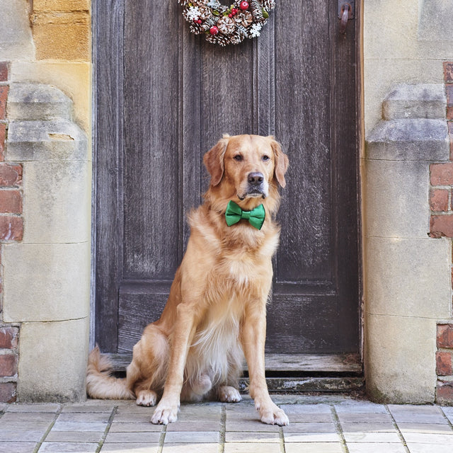 velvet-bow-tie-christmas-green-sweet-william