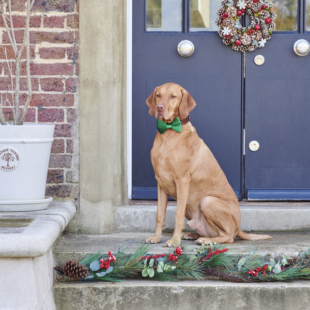 velvet-bow-tie-christmas-green-sweet-william