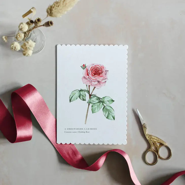 shropshire-lad-pink-rose-greeting-card-sophie-brabbins
